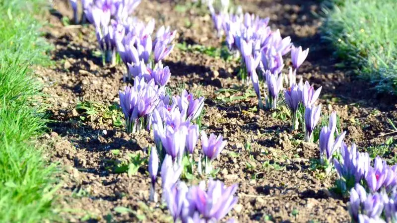 Landmanden og hans hjælpere plukker krokusblomsterne, lige så snart de er der. Høsten foregår fra begyndelsen af oktober og seks uger frem.
