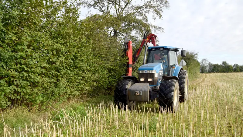 Levende hegn skal vedligeholdes, men de er samtidig vigtige levesteder for fugle og bestøvende insekter. Forskning fra Aarhus Universitet viser, at både hegnene og vegetationen langs dem har stor betydning for biodiversiteten i landbrugslandet. Det er værd at have med i overvejelserne, når hegnene klippes. Arkivfoto: Henning K. Andersen