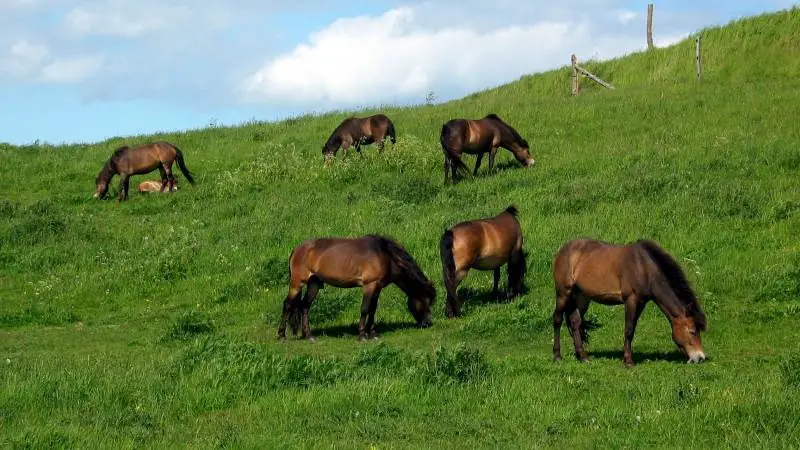 Det er heste af denne type, der flyttes fra Langeland til et naturområde mellem Støvring og Skørping.