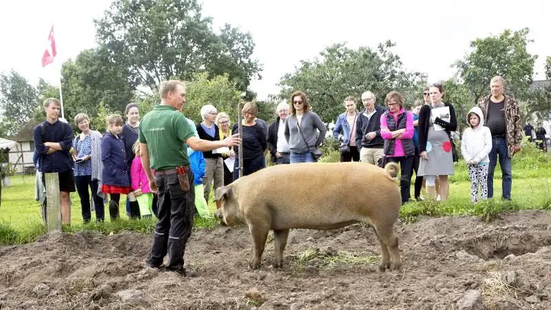 Ligesom på Økologisk Høstmarked i 2018, hvor dette billede er fra, kan man på Nørremadegaard ved Kerteminde opleve økologiske grise. Foto: Erik Hansen