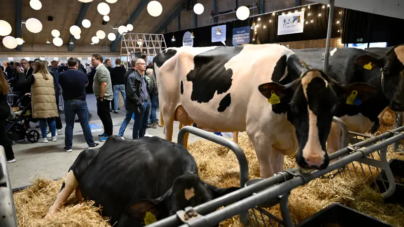 Malkekvægsudstillingen i Herning løber fra den 24. til den 27. november, mens kødkvæget udstilles den 26. og 27. november. Onsdag aften afholder VikingGenetics auktion. Foto: Lars Møller/Agromek