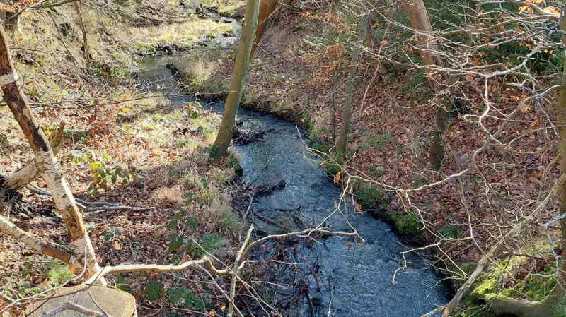 Hvor meget kvælstof udvaskes fra danske skove? Det spørgsmål har udløst en strid mellem FødevareDanmark og flere forskere. En del af uenigheden handler om, hvilken betydning landbrugets ammoniakudledning har for kvælstofudvaskningen fra skovene. Arkivfoto: Camilla Bønløkke