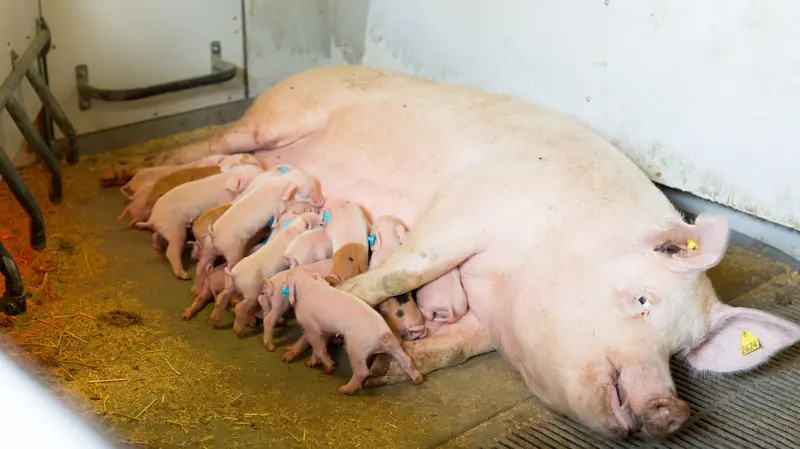 Erfaringer med løsgående diegivende søer er et af emnerne, når Skiold inviterer producenter og fagfolk til åben stald på Nørregaard den 29. oktober. Fotos: Skiold