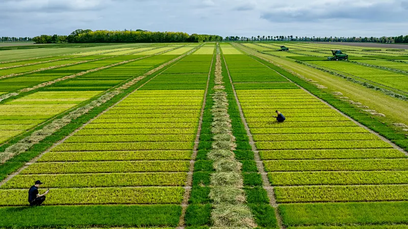 Forbud uden alternativer kan flytte frøproduktionen ud af Danmark, mener DLF, der samtidig pointerer, at omstillingen skal bygge på innovation. Fotos: DLF