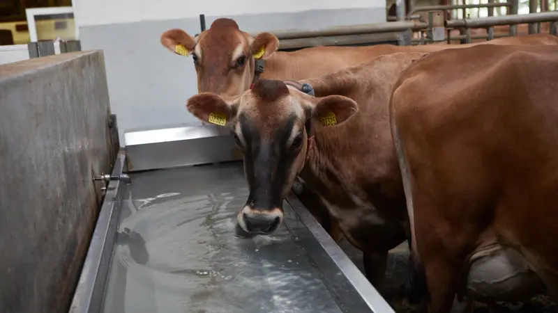 En malkeko har ifølge Seges typisk brug for 90-150 liter vand i døgnet afhængigt af ydelse og temperatur. En reserveboring kan indgå i bedriftens beredskab, hvis vandforsyningen svigter. Arkivfoto: Erik Hansen