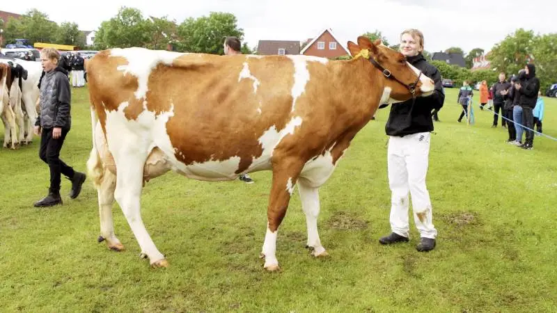 Doverodde Købmandsgård i Hurup Thy danner rammerne om årsmødet i DRH. Bagefter er der besætningsbesøg ved Vivian og Torben Egeberg, som i sommer havde bedste Holstein-yver på dyrskuet Thy-Mors. Arkivfoto