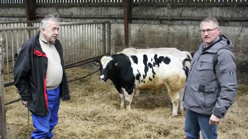 Alf Thomsen (th) fra Frederikshavn har sammen med Aksel Rubæk på Langeland skabt et avlscenter med belgisk blåkvæg med særlige egenskaber til krydsningsproduktion. Fotos: Erik Hansen