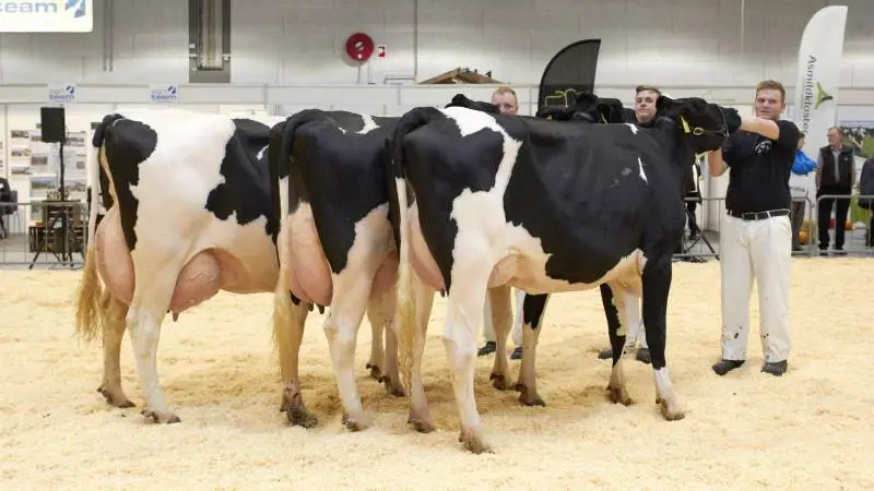 Rekordmange dyr vil i år gå i ringen på Kimbrerskuet i Messecenter Vesthimmerland først i oktober.