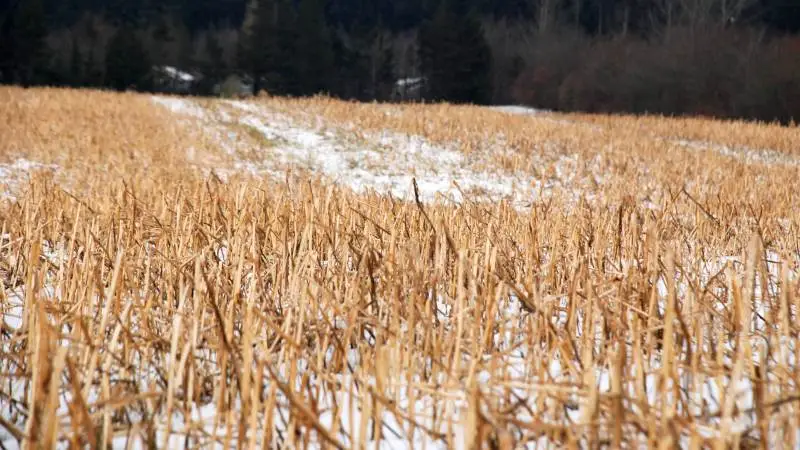 Det er ikke nok at vide, at en kløvermark eller efterafgrødemark har samlet det kvælstof, den kunne, og dermed udgør en værdi som forfrugt. Nu skal der tal på, for at landmanden præcist kan vide, hvor meget N, der er i marken. Det skal et nyt StyrN næringsstofregnskab kunne vise. Arkivfoto