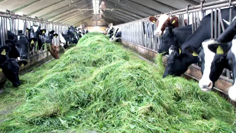 Der fodres med masser af frisk græs i besætningen.