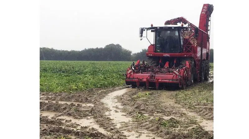 Kampagnen 2017 var kendetegnet ved meget nedbør i hele perioden. Optagning og levering til fabrikkerne krævede derfor en stor indsats fra både dyrkere og transportørers side.