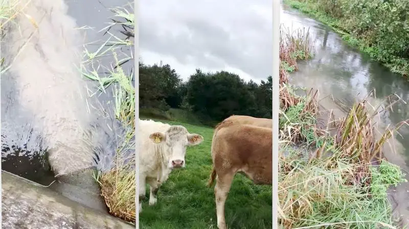 En video på Facebook viser, hvordan brunt slam fra rensningsanlæg i lørdags fossede ud i vandløb nær sted hvor køer står og græsser. Videoen var i går eftermiddag delt over 1.200 gange på Facebook.