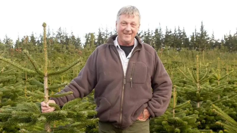 Jørgen Bang har været i juletræsbranchen i 40 år. Inden længe skal 130.000 træer sendes ud i verden fra ejendommen ved Barmer nær Nibe.