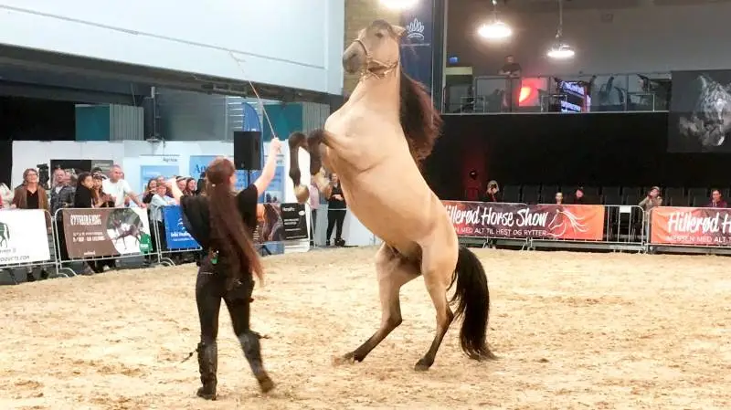 Der var flere indslag, hvor man kunne blive klogere på hvordan man arbejder med heste. Her Charmaine Berdino med hest i fri dressur. Foto: Henrik Sieben