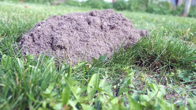 De fleste mennesker er naturligvis ikke så begejstrede for muldvarpeskud i haven. Foto: Henrik Sieben