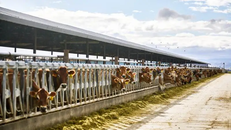 Der er nogle meget store kvægbesætninger i Californien, hvor en gruppe jerseyavlere for cirka 30 år siden dannede Hilmar Cheese Company, som nu er blandt de største mejerier i USA.