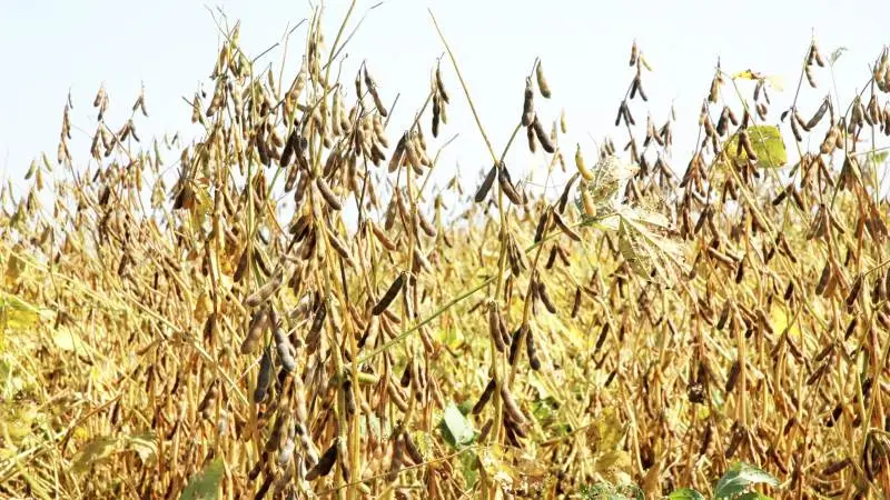 Dansk avlet korn kan reducere brugen af sojaskrå, skriver Jakob Repsholt. Her ses en sojamark i Nebraska. Arkivfoto