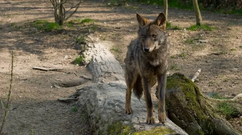 Selv om der er blevet længere mellem ulvene i Danmark, ser det ud til, at de tilbageblevne stadig skaber problemer for fåreavlere i Danmark. Foto: Colourbox