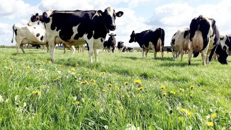 - Det er noget, man spærrer øjnene op over, når resultaterne bliver præsenteret ude i verden. Så danske mælkeproducenter har fået et rigtigt godt beslutningsgrundlag ud af de her projekter, siger Anders Fogh fra Seges om den økonomiske regnemodel for krydsning af malkekøer. Foto: Flemming Erhard