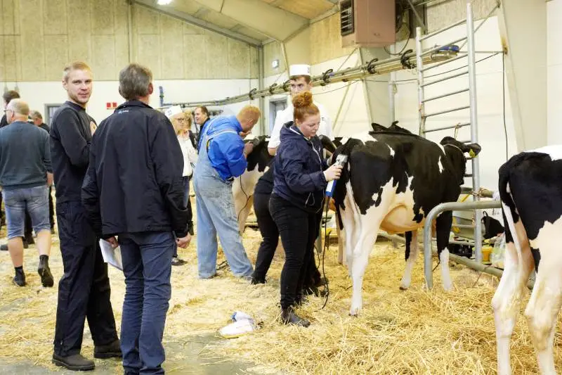 Der var hektisk aktivitet, da elever fra Nordjyllands Landbrugsskole og deres hjælpere gjorde klar til at gå i ringen, som prikken over i´et på deres valgfag Cowstyling.