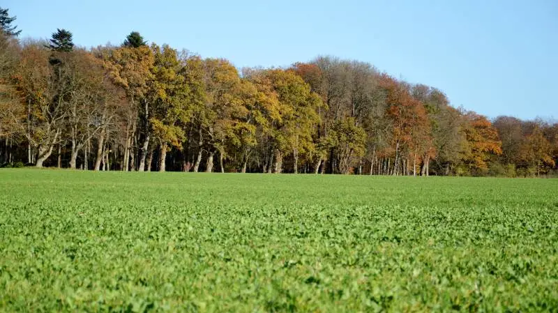 I 2019 begynder den ny målrettede regulering. Efterafgrøder bliver her et vigtigt virkemiddel til at få reduceret kvælstofudledningen, som det er krævet i forhold til vandområdeplanerne.