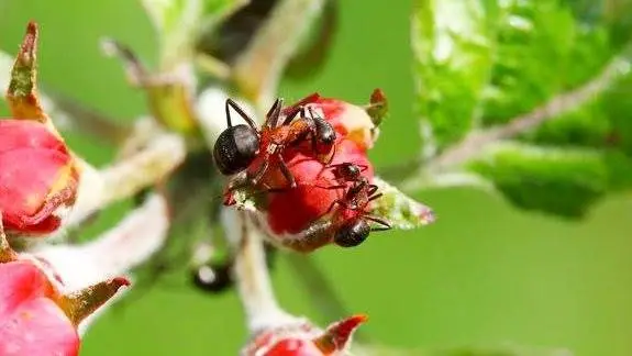 Skovmyrerne, der blev flyttet fra skoven til en æbleplantage, reducerede æblesygdomme i plantagen. Forskerne satser på, at myrerne og deres antibiotika med tiden kan bruges i landbruget. Foto: Jens Henrik Petersen
