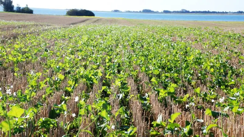 I vores vision har vi specifikt beskrevet, at det er hver enkelt landmand, som skal gøres til den ansvarlige for, at kvælstofanvendelsen i marken er effektiv. Arkivfoto