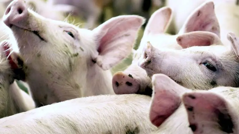 Det er den store efterspørgsel efter svinekød, der har været skyld i, at priserne allerede nu er begyndt at stige, skriver Danske Svineproducenter.