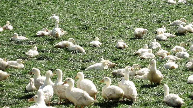 Gråsten Fjerkræ indgår samarbejde med Østrigs største andeslagteri Bio Ente og udvider samtidig slagtekapaciteten med 1,3 millioner økologiske ænder årligt. Foto: Gråsten Fjerkræ