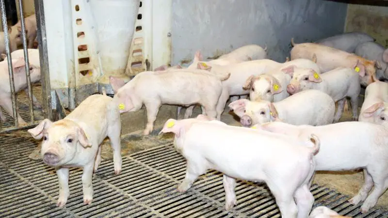 I 2022 skal zink senest være udfases i den europæiske svineproduktion. Men der er stadig en del udfordringer ved at køre zinkfri produktion, som virksomheder og forskningsinstitutioner arbejder på at finde løsninger til. Arkivfoto: Camilla Bønløkke
