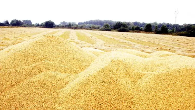 Hvis danske landmænd fortsat skal producere korn i god kvalitet, kræver afgrøderne næringsstoffer, skriver den faglige direktør i Bæredygtigt Landbrug.