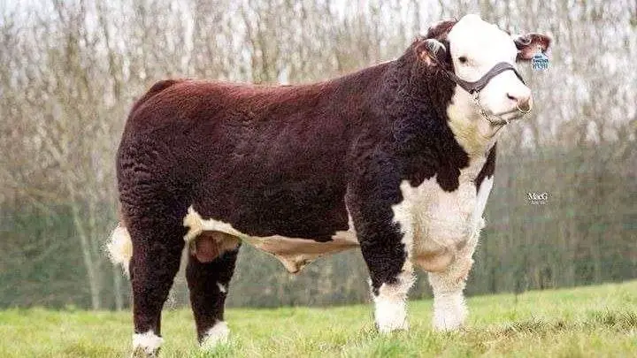 SMH King Size 87K er med hele Storbritanniens bevågenhed blevet kåret til »Sire of the Year«. Tyren er født hos Jens Michael Jensen, Søndermarkens Hereford, Glud ved Juelsminde, som nu for anden gang kan glæde sig over denne titel, som den eneste dansker.