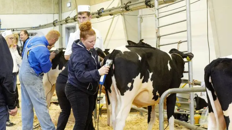 Seges opfordrer til, at man minimum tildeler 8 liter sødmælk dagligt.