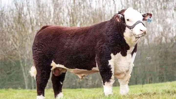 SMH King Size 87K er med hele Storbritanniens bevågenhed blevet kåret til »Sire of the Year«. Tyren er født hos Jens Michael Jensen, Søndermarkens Hereford, Glud ved Juelsminde, som nu for anden gang kan glæde sig over denne titel som den eneste danske.