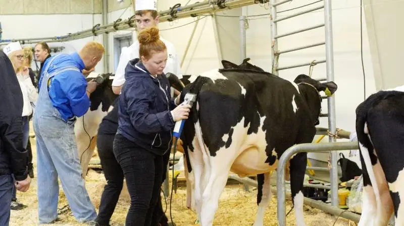Ved årets Kimbrerskuet i oktober så det sådan ud i staldene, inden det gik løs. Det billede flyttes fra marts til ringen når Danmarksmesterskabet i klipning bliver en del af Agro Nord 2020.