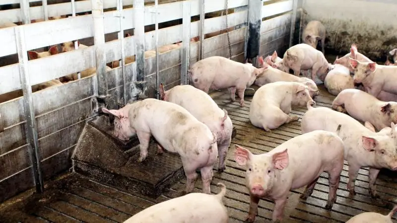 Trods en fornuftig indtjening bør mange landmænd tænke sig godt om, inden de kaster sig ud i store investeringer, lyder rådet. Arkivfoto
