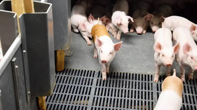 Seges Svineproduktion, Den rullende Afprøvning har i en afprøvning undersøgt, hvorvidt et koncept bestående af etablering af rengøringsvenlige overflader, fast rengørings- og indsættelsesprocedure og en optimeret smittebeskyttelse mellem sektioner kunne opnå en såkaldt »nystaldseffekt« - højere produktivitet og sundhed. Arkivfoto: Camilla Bønløkke