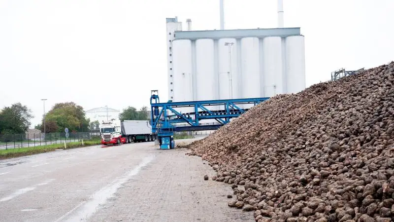 De økologiske sukkerroer køres til Nordic Sugars fabrik i Nykøbing Falster, hvor de bliver bearbejdet på under én uge. Landmændene, som dyrker økologiske sukkerroer, kommer fra Fyn, Sjælland, Lolland og Falster. Foto: Martin Stoltenberg, Seges