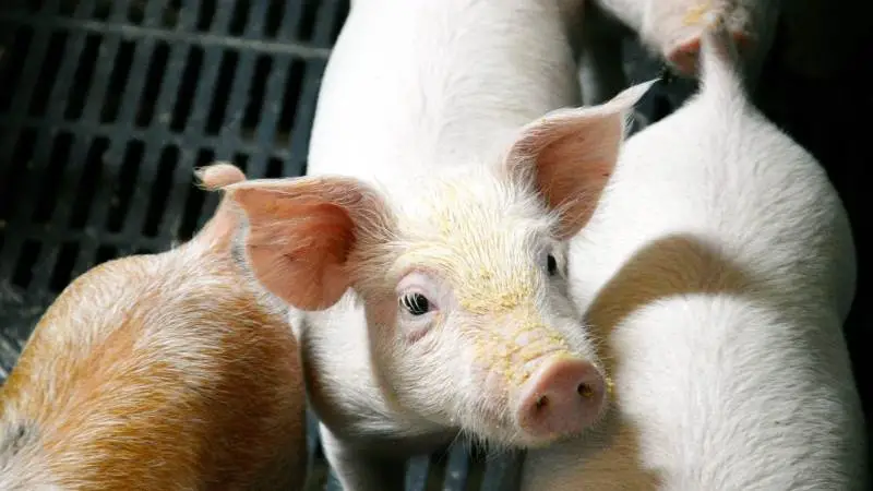 Tirsdag den 28. januar inviterer Ø-Vet deres kunder til årsmøde på Sørup Herregård ved Ringsted.
Programmet for årets møde sætter blandt andet fokus på dyrevelfærd, herunder håndteringen af syge dyr og brokgrise. Henrik Elvang Jensen, professor ved Københavns Universitet, giver i dagens første indlæg en indsigt i, hvordan retsmedicinske undersøgelser af dyrevelfærdssager foregår og vurderes.
Inger Morthorst Møller, dyrlæge hos Ø-Vet, kommer dernæst ind på, hvordan du bedst gør syge dyr ras