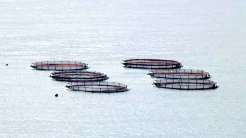 Siden 2018 er der stillet krav om, at landbruget udlægger efterafgrøder som kompensation for en pulje på 43 tons kvælstof, som havbrug har kunne søge om at udnytte.