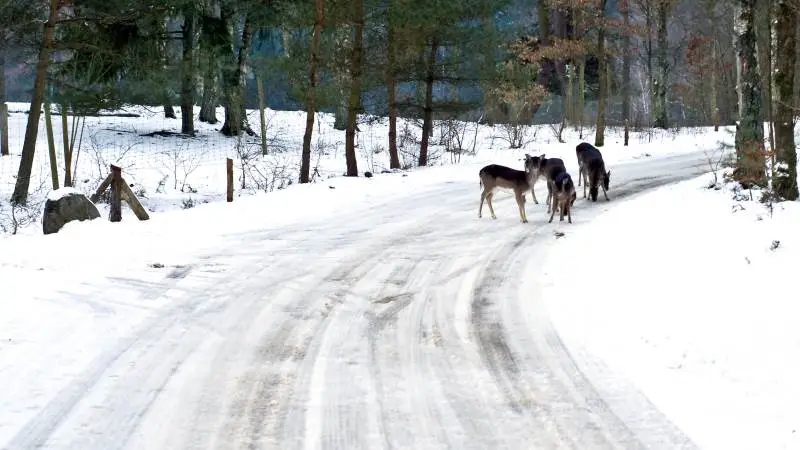 Hjorte på vejene og mørke vintre øger risikoen for ulykker i trafikken. Pas ekstra på i områder, hvor hjortene holder til. Foto: Brian Ilsø/Colourbox.