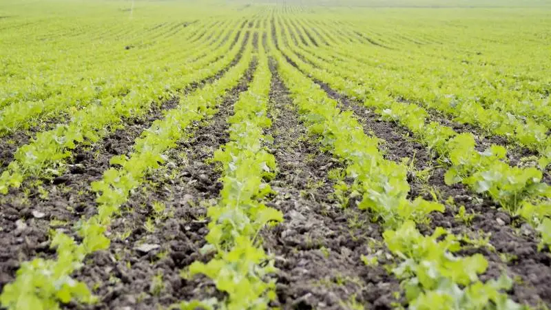 037-51-ef
I Frankrig er rapsarealet i denne sæson hele 26,8 procent under 5-års gennemsnittet i landet, vurderer det franske landbrugsministerium.