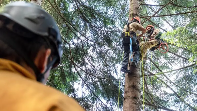Danske Fair Trees i Brædstrup får årets georgiske Meloria-pris for sit arbejde i netop Georgien for sit arbejde omkring sikkerhed indenfor skovsektoren, m.v.