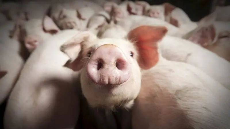 Fremtidens svineproducent får mulighed for at øge sin indtjening samtidig med at han producerer grise på en mere miljørigtig måde.