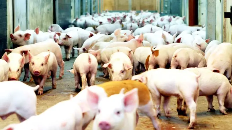 Fra Danske Svineproducenter lyder det i en analyse, at den tyske omsætterorganisation VEZG betegner udbuddet på smågrisemarkedet som lille og efterspørgslen som god.