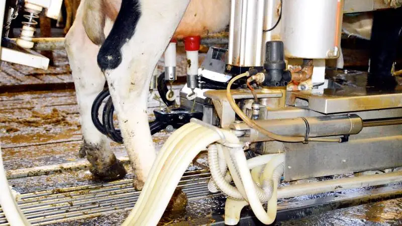 Der har længe været en tendens til flere antibiotikauheld ved malkningen i AMS-besætninger end i konventionelle malkestalde, men nu ser tallene ud til at vende ifølge Seges nyeste opgørelser på området. Arkivfoto