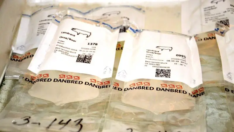 Seges Svineproduktion søger produktionsdata fra de smittede besætninger, der i sommer blev ramt af den nye PRRS-variant fra Hattings ornestation i Horsens. Arkivfoto