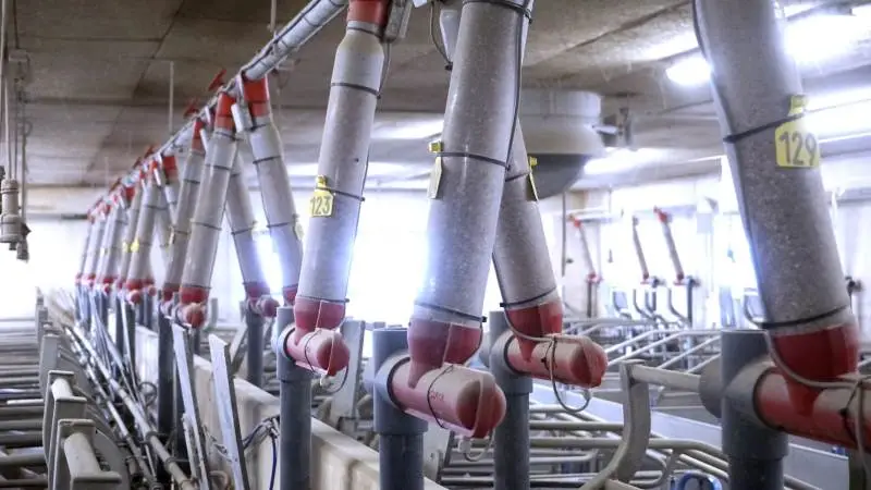 Johan Zier Olsen byggede et nyt so-anlæg til 1.450 søer ved Nakskov i 2018 og valgte i den forbindelse at installere BoPils MamaDos system i samtlige farestier. Foto: BoPil