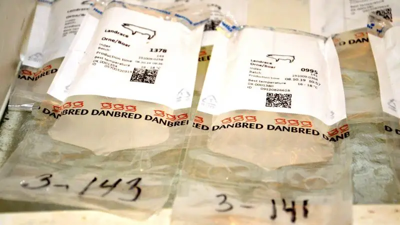 Seges Svineproduktion søger produktionsdata fra de smittede besætninger der i sommer blev ramt af den nye PRRS-variant fra Hattings Ornestation i Horsens. Arkivfoto