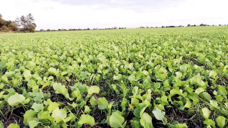 Et af redskaberne til at binde mere CO2 er at sørge for konstant plantedække på markerne. Arkivfoto